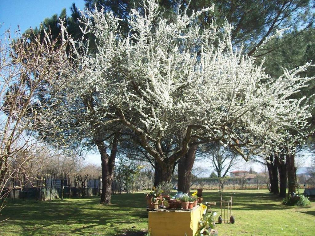 Bucine Campo Alle Monache المظهر الخارجي الصورة